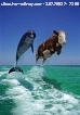 Delphin und Kuh